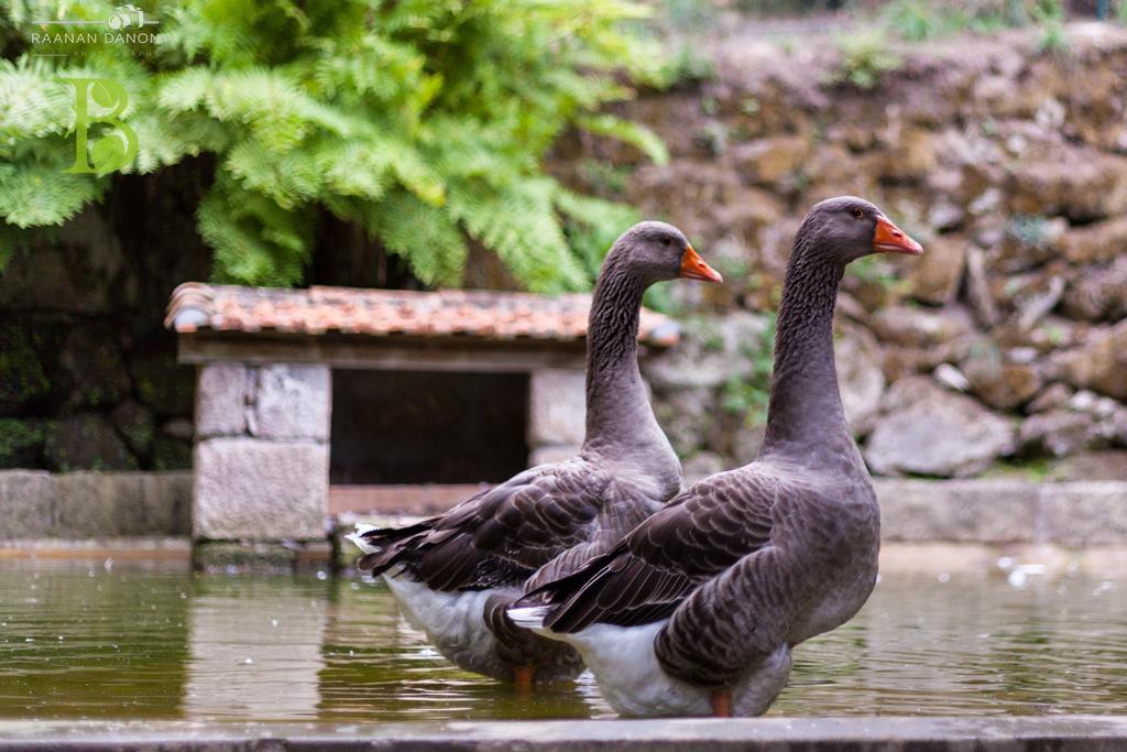 Quinta Da Bouca - Agroturismo Pacos de Gaiolo Szoba fotó