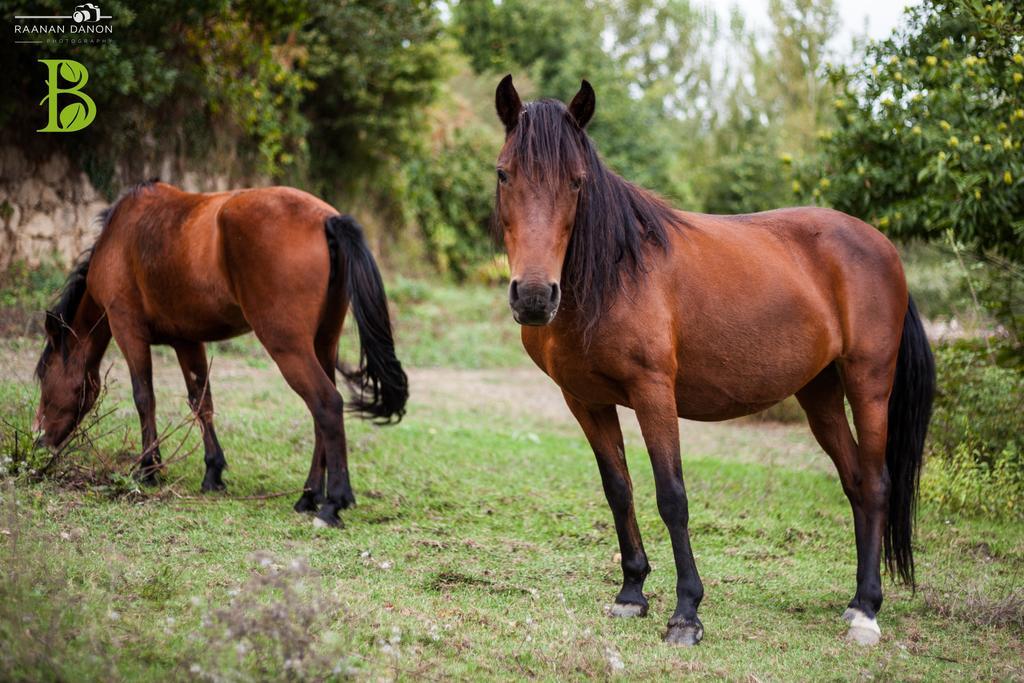 Quinta Da Bouca - Agroturismo Pacos de Gaiolo Szoba fotó
